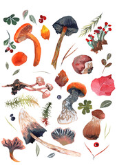 Botanical watercolor illustrations with mushroom, berries, branches, leaves. Set of isolated elements from blueberries, raspberries, strawberries, lingonberries, hedgehogs. For invitations, postcard, 