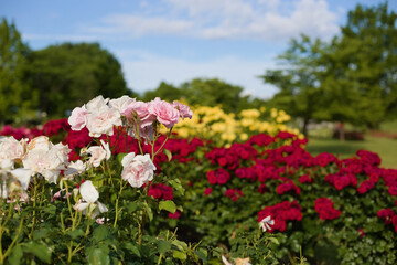 Obraz premium A colorful image of a rose garden with pink roses in the foreground and red and yellow roses blurred in the background