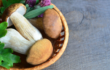 Boletus edulis mushrooms in a basket on old wooden background.Autumn Cep Porcini.Gourmet food concept.Copy space.