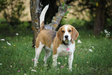 beagle bitch standing in the lawn garden and looking at something, hot summer day, green background