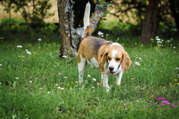 beagle bitch standing in the lawn garden and looking at something, hot summer day, green background