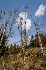 dead tree in the forest