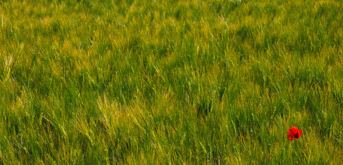  A single poppy blossom survived in the grain field. Herbicides prevent more poppies from growing
