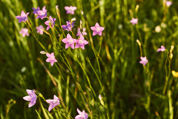 Fototapeta premium beautiful purple wild bellflower flowers on a background of green grass. nature background summer