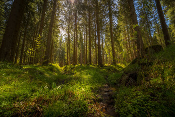 footpath in the forest