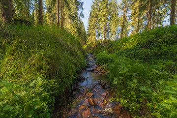 stream in the forest
