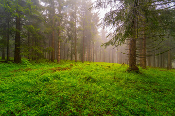 Obraz premium morning in the forest