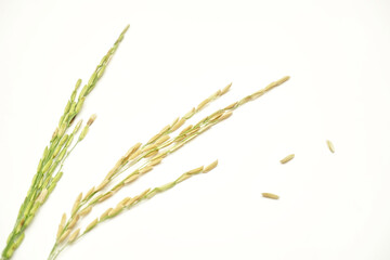 selective focus, Ear of rice or Paddy rice seeds, white background