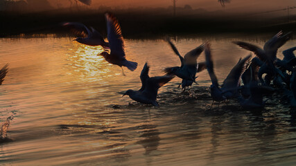 Flying birds at lake side transition sunrise