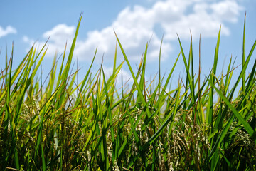 Fototapeta premium Ear of rice in Paddy field with selective focus, blurred sky with clouds background 