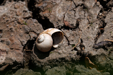 Dead snail on cracked earth, selective focus © NoonVirachada