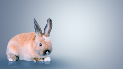 Hare.