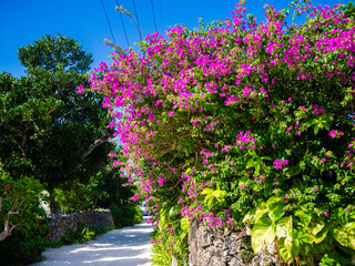 ブーゲンビリアが咲く家　竹富島	
