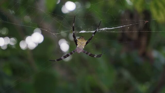Large spider argiope appensa sits on a web in the jungle. Close-up. 4k footage
