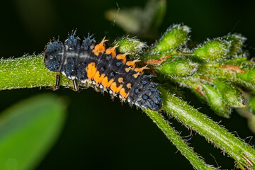 Ladybird larva sitting on a leaf. Ladybug, aka, Ladybird Beetle (Lat. Coccinellidae) larva on a leaf