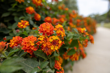 Orange flowers in Spain during spring