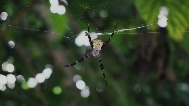 Large spider argiope appensa sits on a web in the jungle. Close-up. 4k footage