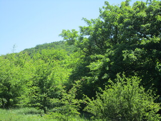 forest, tree, landscape
