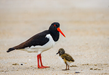 Palaearctic oystercatcher with chick on the sandy beach of the island of Heligoland. The chicken is only a few days old. - obrazy, fototapety, plakaty