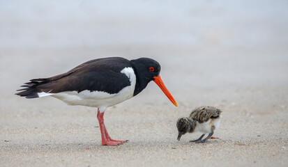 Oystercatcher with chicken.  The chicken is a few days old. The picture was taken on the island of Helgoland - obrazy, fototapety, plakaty