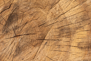 Cracked saw cut from a tree. Cracked log close up 