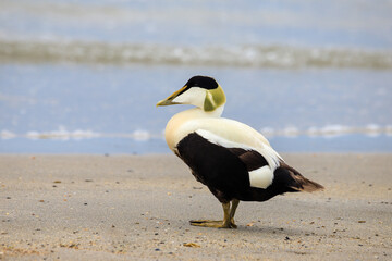 Eider on the beach of the island of heligoland. It is a large sea-duck that is distributed over the northern coasts of Europe.