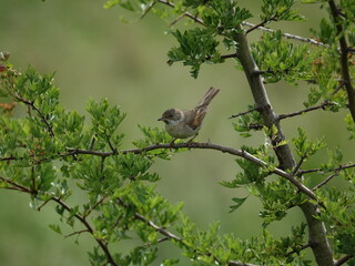 male common whitethroat (Sylvia communis)