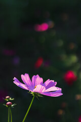 Fototapeta premium Beautiful cosmos flowers on a blurred background make them stand out from the background and have natural beauty and are popular to plant for tourists to admire their beauty.
