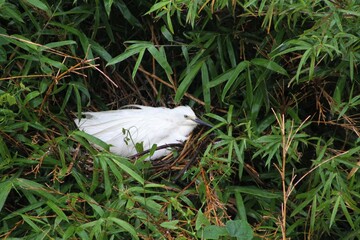 Obraz premium An Egret Rests at its Nest