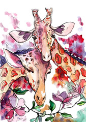 Colorful hand-drawn watercolor illustration of two lovely giraffes. Illustration about love.