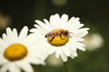 Bee.