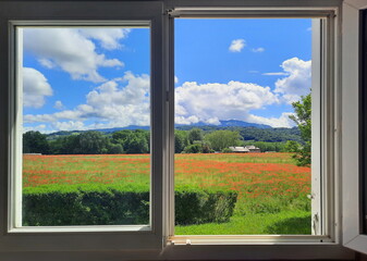 Vue d'une fenêtre ouverte sur un champ de coquelicots en fleurs