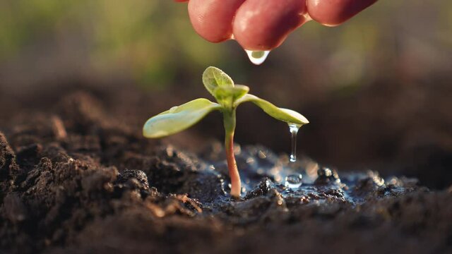 Agriculture. Farmer hand watering green sprout. Germ of plant in soil. Watering green sprout. New life. Plant embryo in fertile soil. Farmer hand watering plant. Agriculture concept. New life concept
