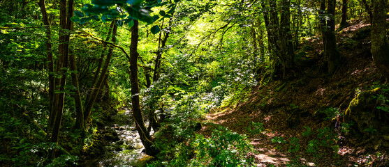 chemin le long d'un ruisseau en forêt