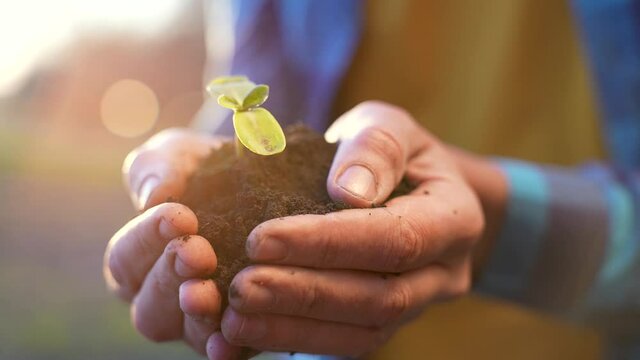 Farmer holds the soil with germ of plant in his hands. farmer hands with fresh plant. Planting plant embryo in soil. Farmer wrinkled hands with soil and plant. Farmer in a field plants a fresh germ
