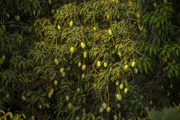 fresh mangoes farms and ripped mangoes in baskets and crates  in mango orchards 