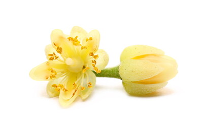 Fresh Linden flower with bud isolated on white background, macro