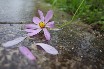 雨の中死んだ可哀そうな花