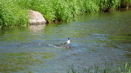 seagull on the shore