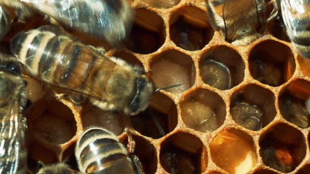 Honey bee larvae and eggs in cells on honeycomb