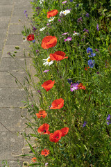 urban greening, red poppy flowers by the side of the road, nature in town