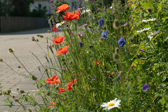 urban greening, nature in town, colorful mixture of wild summer meadow flowers on the roadside in the city: poppies, margarites and cornflowers, greened front yards