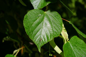 Leaf on a tree branch in the sun. Suitable for background