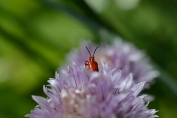 Poskrzypka liliowa