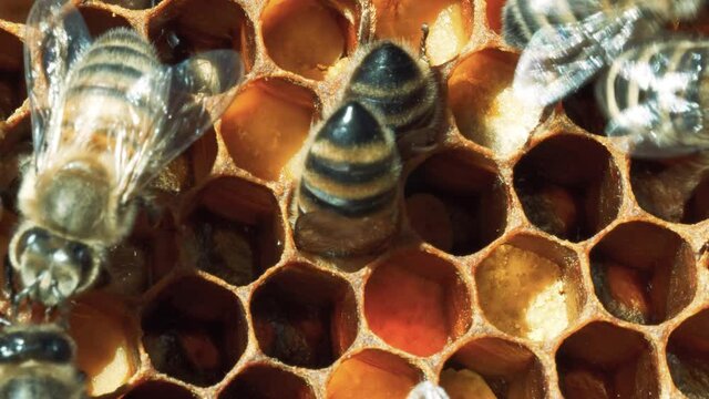 Worker Honey Bees tending to their cells on the honeycomb in a beehive