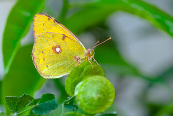 Macro shots, Beautiful nature scene. Closeup beautiful butterfly sitting on the flower in a summer garden.