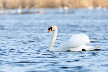 Łabędź niemy Cygnus olor © Robert