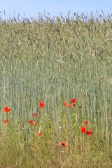 field of poppies in the field