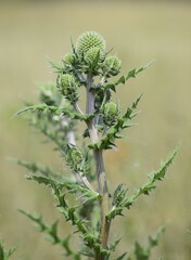 green Globe thistle