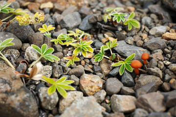 stones and mushrooms